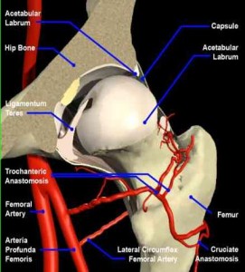 The anatomy of the hip demonstrating the "ball and socket", Bony surfaces are covered with articular cartilage. The capsule and labrum are marked.